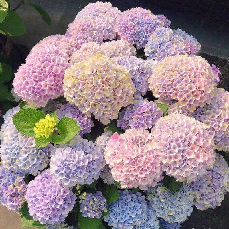 魔幻系列绣球魔幻精灵海洋革命水晶红宝石珊瑚城堡花苗花卉绿植