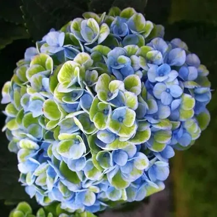 魔幻系列绣球魔幻精灵海洋革命水晶红宝石珊瑚城堡花苗花卉绿植