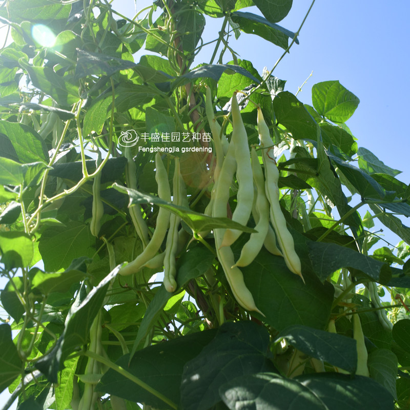 四季豆架豆种子景观蔬果菜易活观果观蔬果四季家庭园艺草花卉海籽|msdalam kategori penghantaran bunga/bunga simulasi/tumbuhan berkebun, bunga/Buah-buahan dan sayur-sayuran/benih rumput (baru), benih rumah berkebun - dari Buy2taobao.com untuk memberikan perkhidmatan ejen Taobao profesional membeli