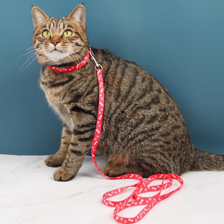 拴猫绳拴猫绳套脖猫咪牵引绳防挣脱带猫外出溜猫专用遛猫绳链子神