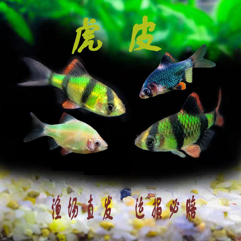 荧光绿虎皮改良新品四间虎皮鱼小型热带鱼皮实好养互动新手练手鱼