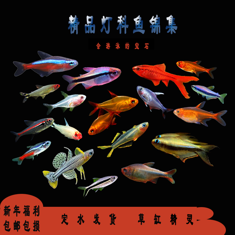 南美灯科鱼小型观赏鱼宝莲灯皇室青魔鬼稀有热带鱼活体宠物鱼包邮