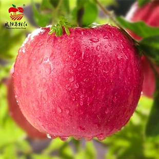 咸阳马栏红地理标志证明陕西红富士苹果当季新鲜精选丑苹果箱装