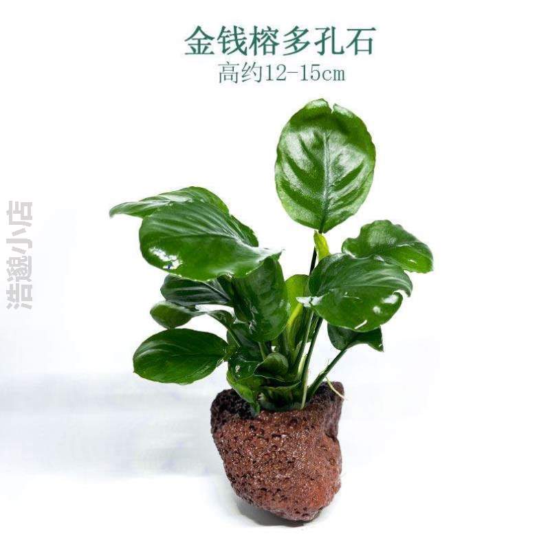 生态一体鱼缸植物鱼真草冒泡共养.打理养鱼无泥和水培专用水草免