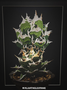 Milestone块根红猫仁王冠龙舌兰曲刺妖炎白鲸刺绣装饰画立体感壁