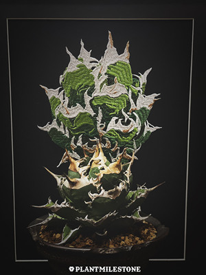 红猫仁王冠绣装饰画立体感