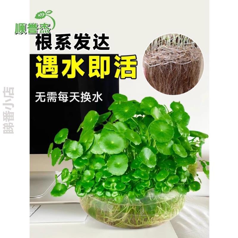 *四季盆栽家用绿植睡莲水仙水生卧室草花卉水培铜钱植物室内