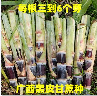 10根每根3到5芽广西苗黑皮甘蔗