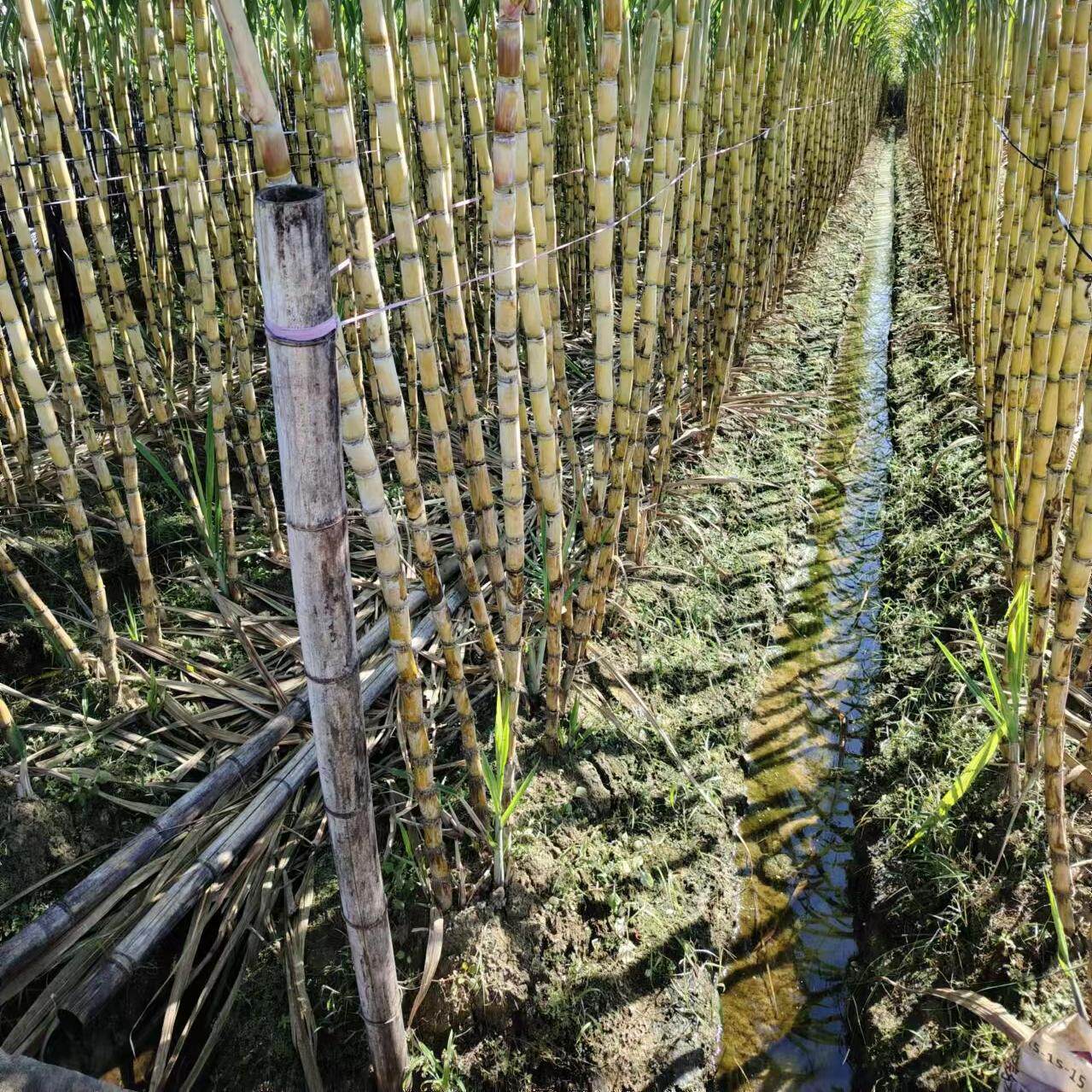 广西阳朔福利黄青皮甘蔗水果新鲜甘蔗当季甜杆脆孕妇紫非青皮紫皮
