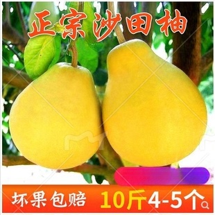 现货沙田柚子正宗广西容县老树沙田柚蜜柚超甜白肉金柚心小甜柚