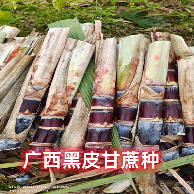 广西黑皮甘蔗种10根新鲜当季特产水果整箱结婚搬家脆甜孕妇蔗包邮