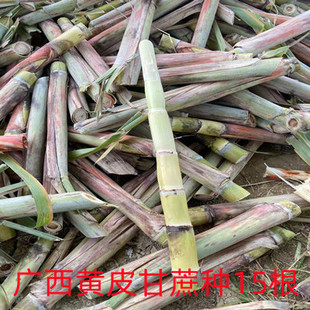 10根每根3-5芽广西桂林黄皮甘蔗种苗青皮甘蔗秧尾巴甘蔗梢中部包