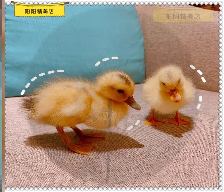 柯尔鸭受精蛋小黄鸭水鸭苗活的真小鸭子宠物半大活体幼崽小萌儿童