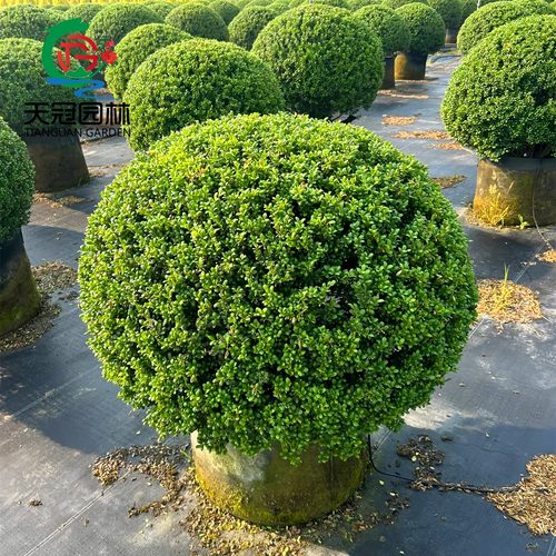 龟甲冬青球龟甲冬青别墅庭院耐寒