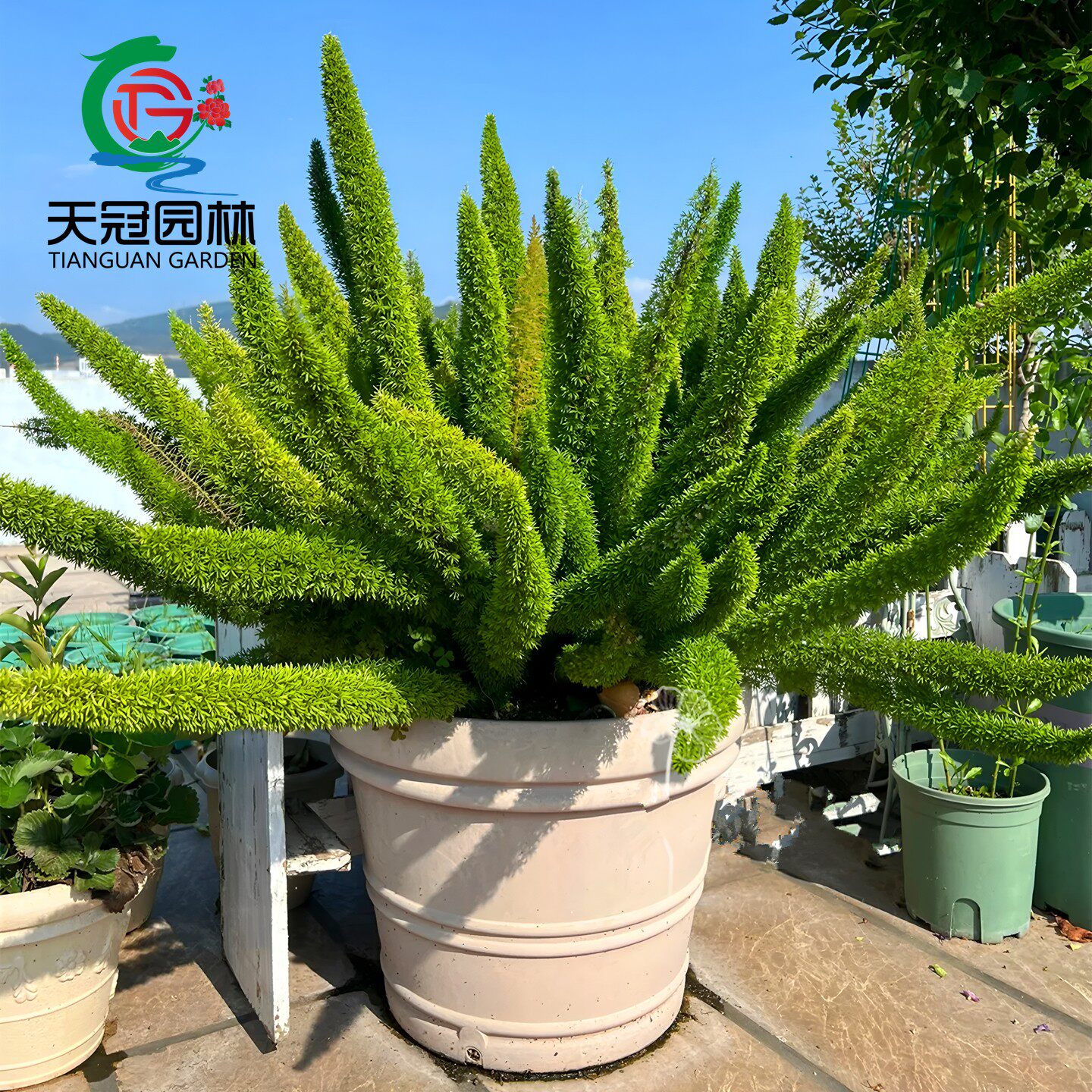 狐尾天门冬盆栽地栽植物庭院阳台