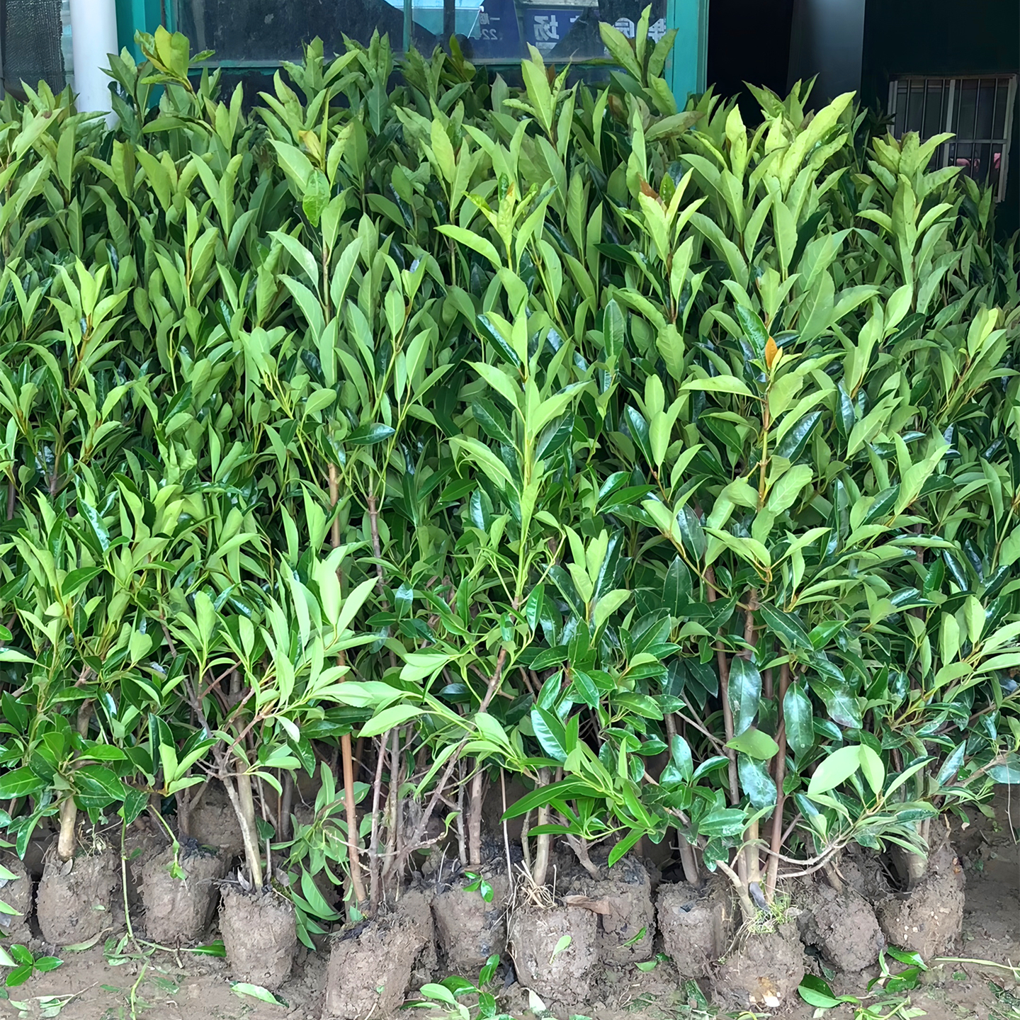 法国冬青树苗别墅庭院耐寒北海道