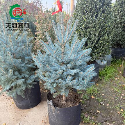 蓝杉树科罗拉多庭院别墅花镜植物真圣诞树盆栽地栽苗耐寒云杉树苗