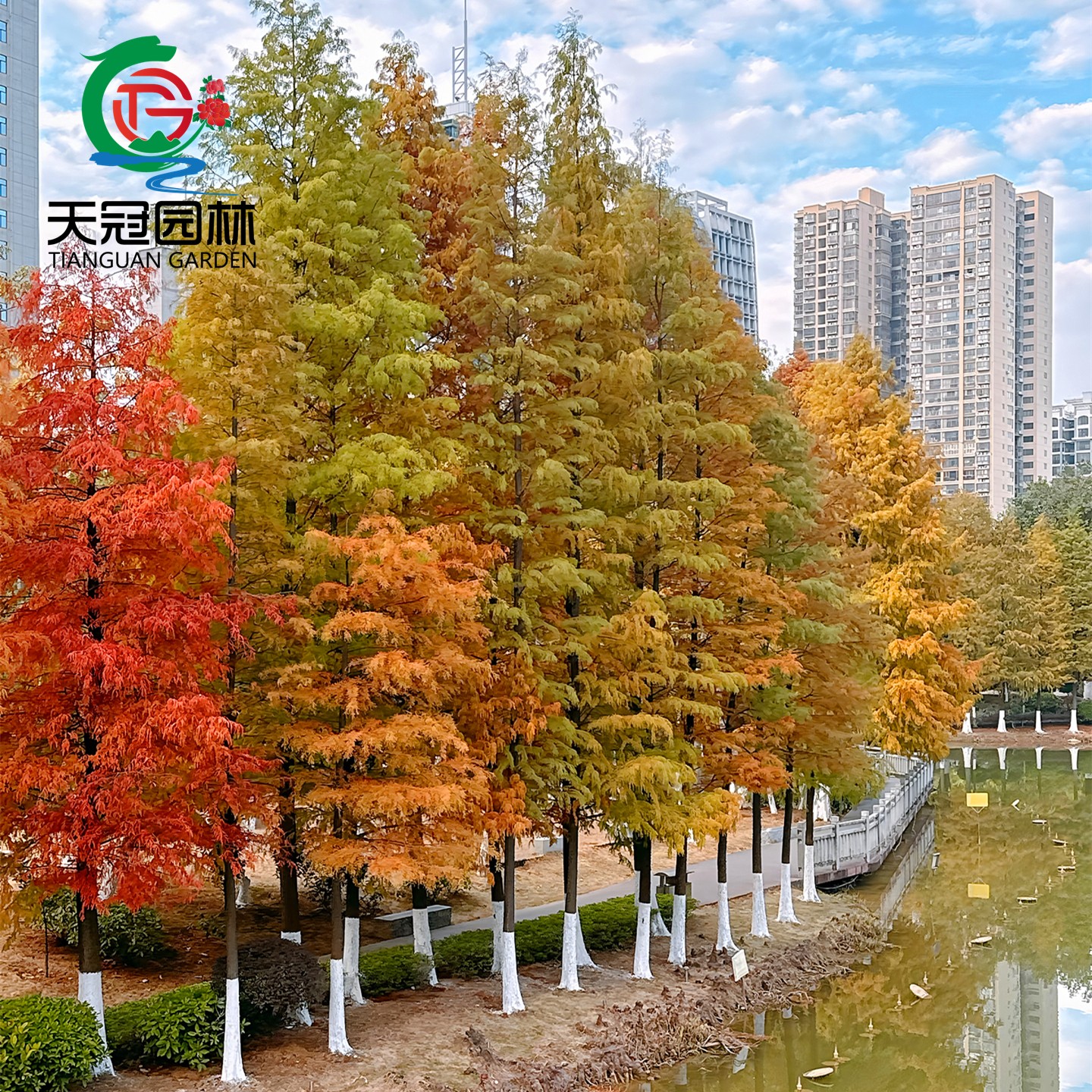 金叶青叶水杉树苗盆栽地栽苗耐寒