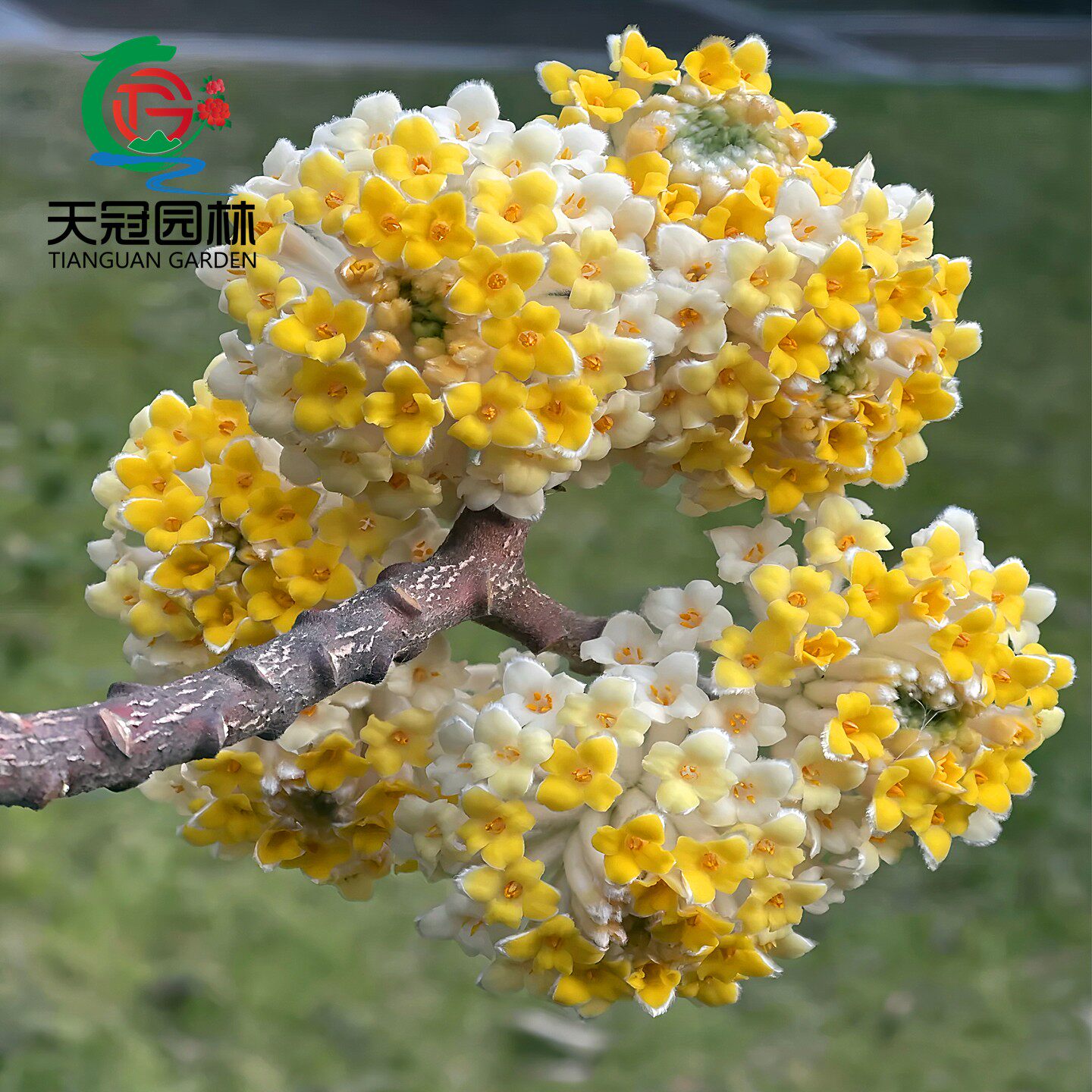 结香树苗金腰袋打结花梦冬花庭院耐寒风景树盆栽浓香独杆结香花苗