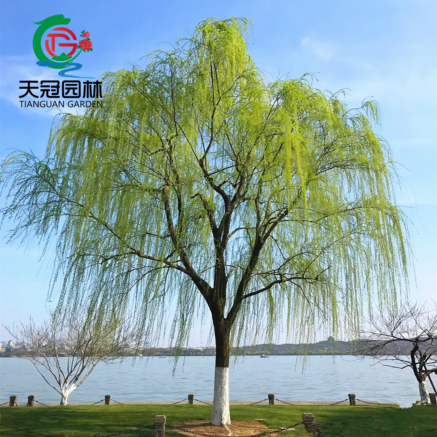 垂柳树苗黄金柳青皮直柳速生柳树