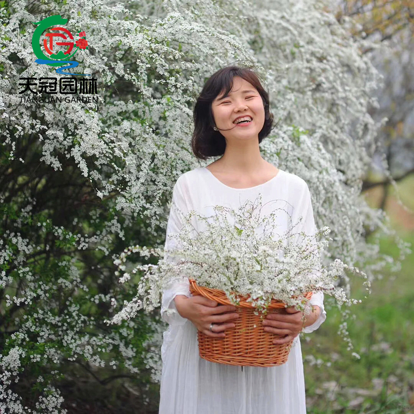 雪柳植物喷雪花苗盆栽花卉绿植珍珠梅绣线菊大苗鲜枝条雪梅花树苗