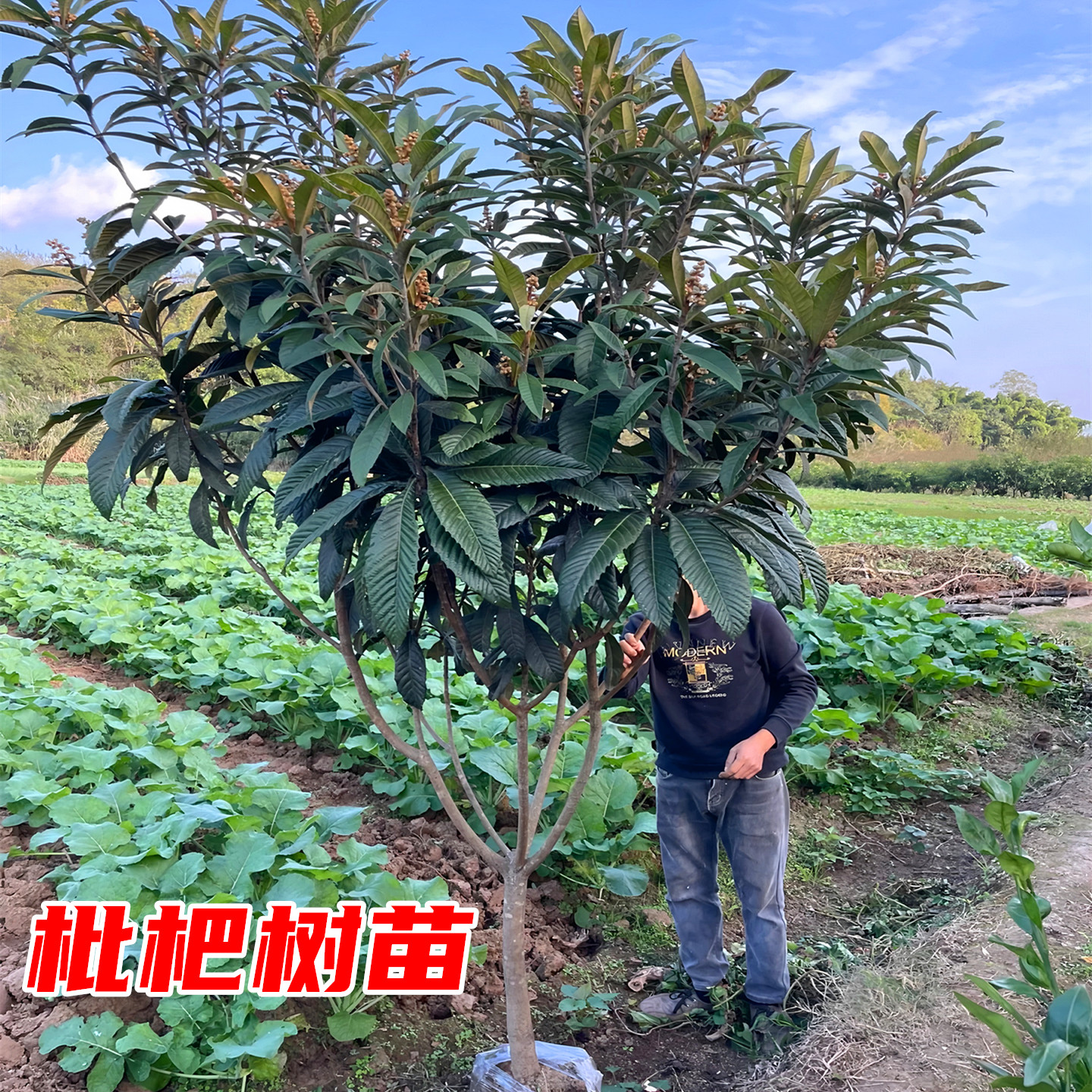 枇杷树苗庭院耐寒四季常青行道树