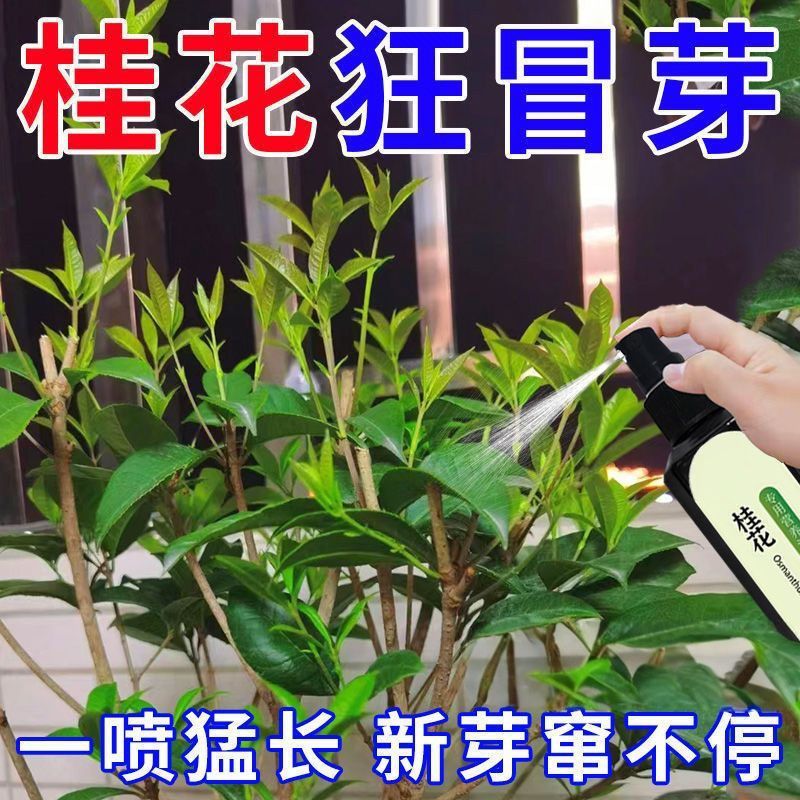 2026新款桂花树专用营养液肥料桂花叶子干尖焦尖叶斑病复活促开花