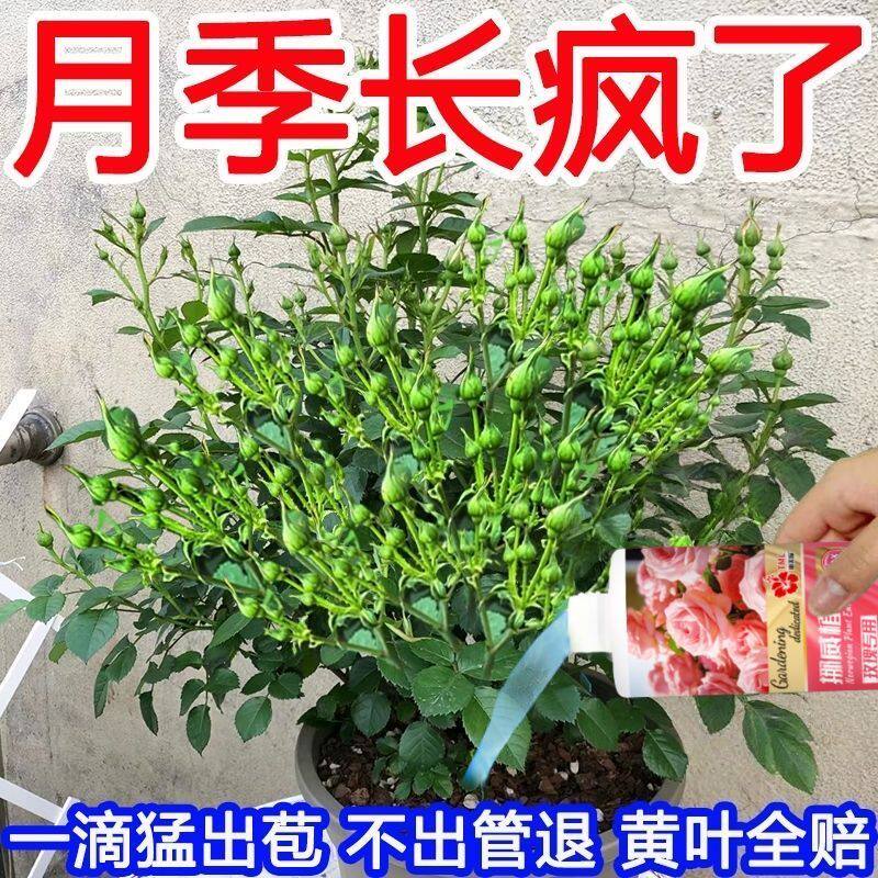 2026月季玫瑰营养液防黄叶不开花催花爆盆发新芽专用肥料花卉肥料
