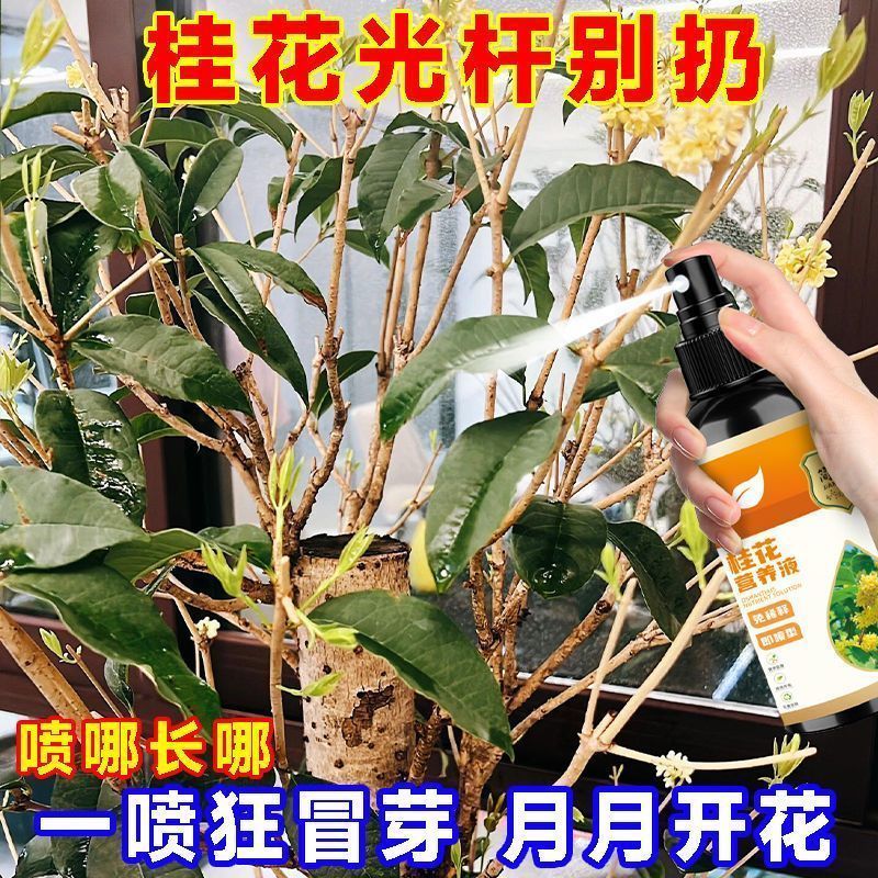 桂花树专用营养液室内植物促开花防黄叶金桂银桂四季桂开花液体肥
