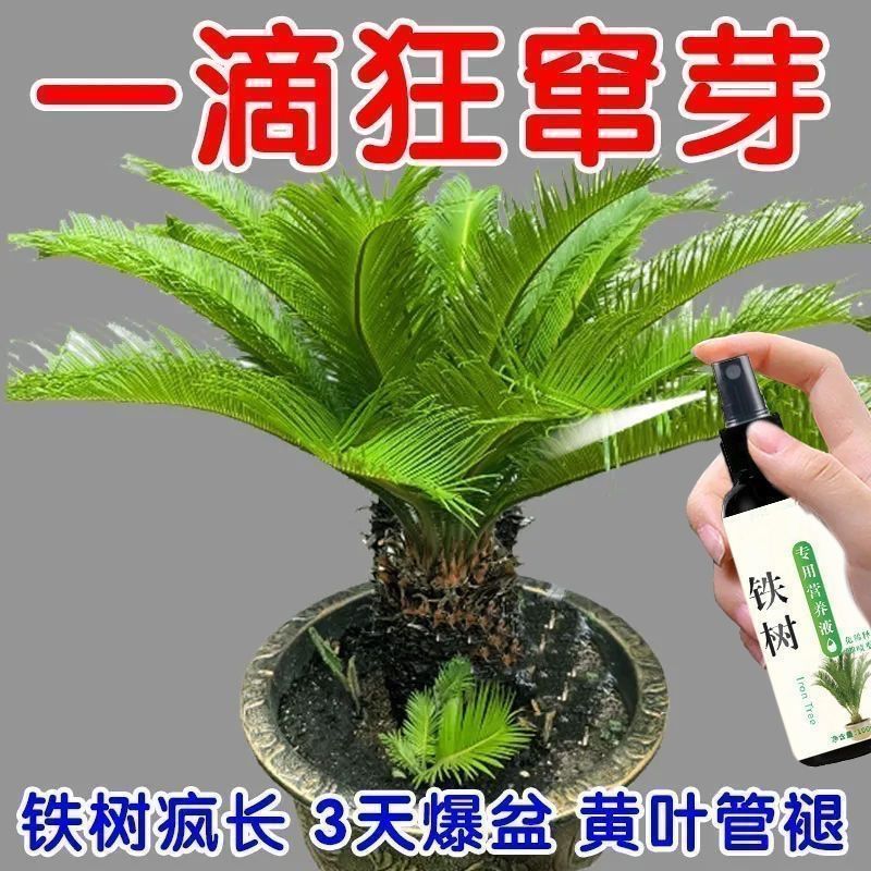 一喷疯长】铁树专用营养液叶子发黄干枯卷叶促生根发芽生长液体肥