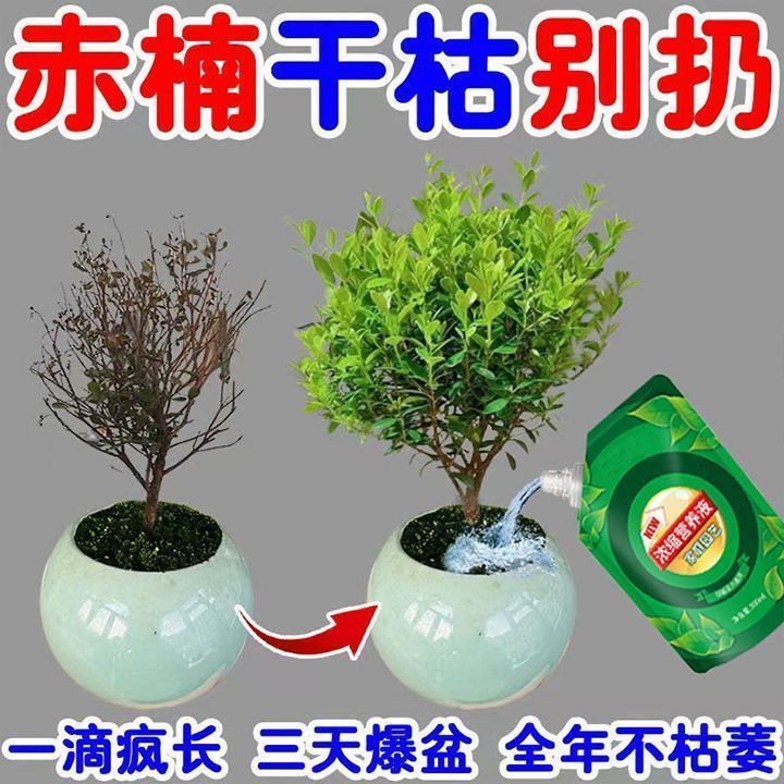 3天爆盆】小叶赤楠营养液促绿叶生根催芽拯救黄叶掉叶干枯专用肥