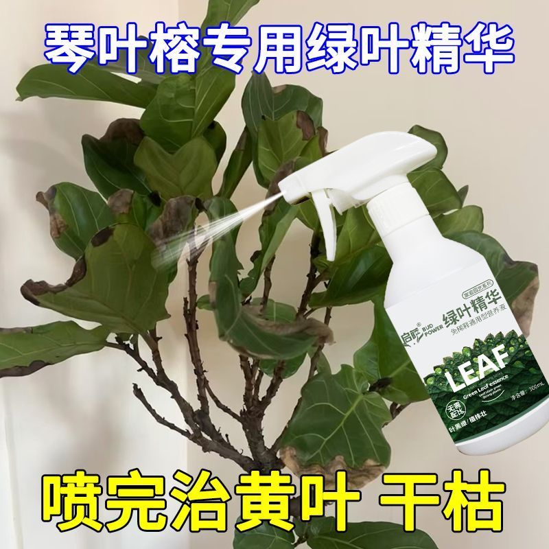 琴叶榕锈斑琴叶榕营养液生根壮苗水溶肥室内盆栽绿叶肥料防治黄叶