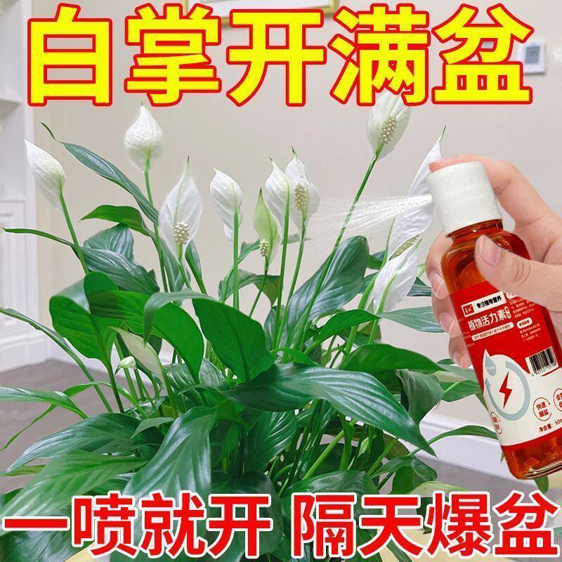 白掌红掌营养液防黄叶烂根不开花一帆风顺促芽壮根催开花肥高品质