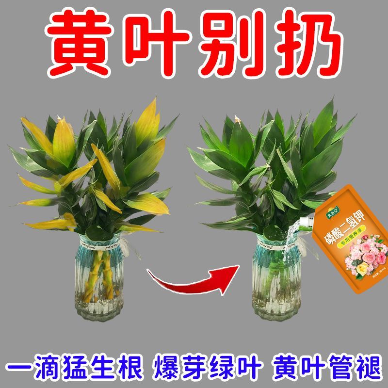 观音竹富贵竹水培营养液一喷绿防黄叶烂根腐烂枯萎生根水养通用
