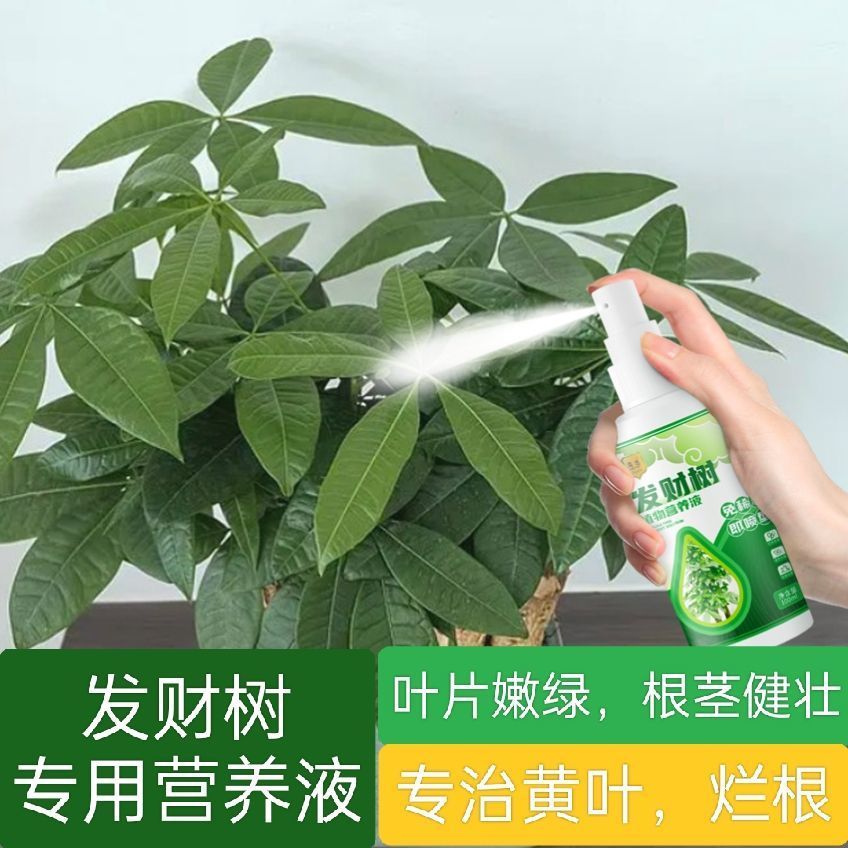 发财树免稀释营养液专用肥花肥料室内盆栽植物金钱树花卉绿植喷施