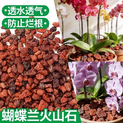 蝴蝶兰专用火山石水苔苔藓水培大匠神彩鱼缸底砂养花多肉铺面石子