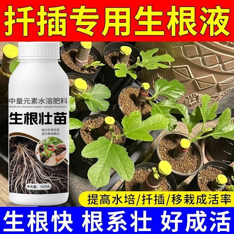 2026月季玫瑰生根液生根剂扦插枝条插花育苗移栽生根爆根提高水培