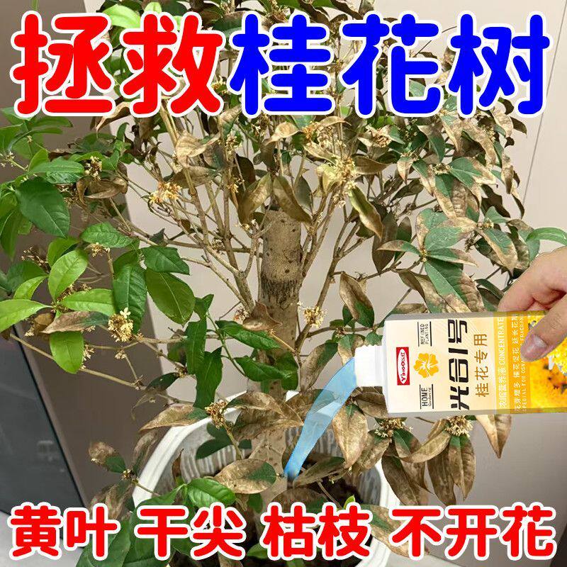 桂花树专用营养液室内植物促开花防黄叶金桂银桂四季全年开满花