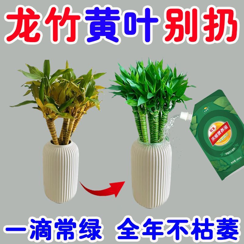 龙竹营养液水培绿植液体专用肥料竹科植物阳台盆栽家用花卉富贵竹