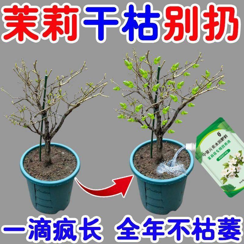 茉莉花营养液干枯黄叶催发芽开花盆栽茉莉花肥料专用肥增绿2026款