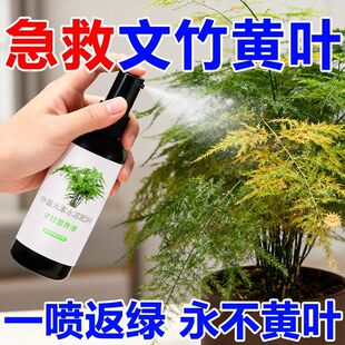 绿叶生根文竹营养液专用肥料盆栽绿植物叶子发黄枯瘦尖烂根营养液