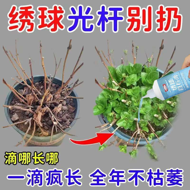 绣球花专用营养液防叶子发黄药枯萎病叶斑病焦叶催发芽绣球花肥料
