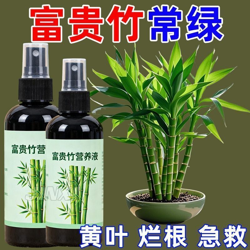 富贵竹专用营养液发财竹观音竹水培植物铜钱草绿植盆栽养花肥料