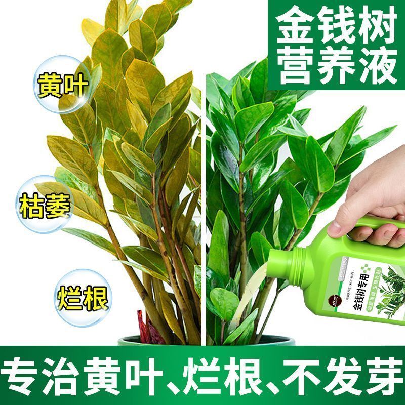 金钱树专用营养液花肥料家用盆栽绿植防黄叶催绿长效营养肥液体肥