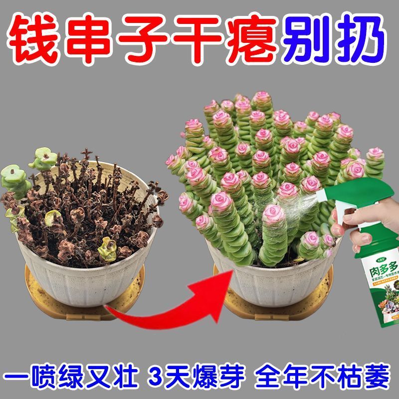 钱串子专用营养液干瘪化水烂根多肉催芽钱串子专用肥高质量2026