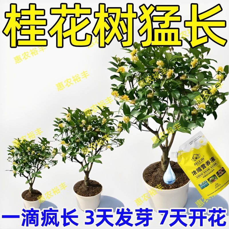 桂花专用肥桂花爆开花】桂花树专用营养液治不开化催花促花爆花剂