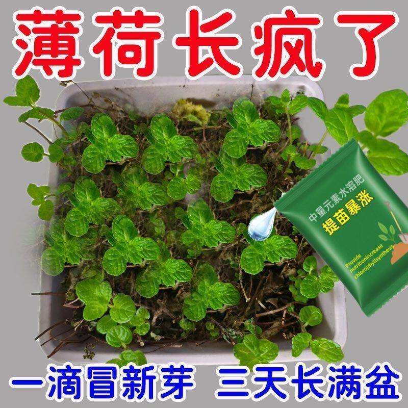 薄荷营养液专用肥爆芽催绿素防黄叶烂根枯萎新型肥四季常绿2026款