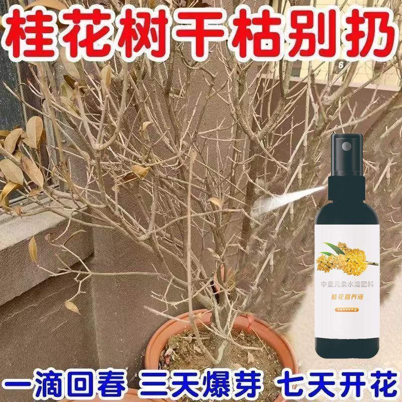 2026桂花树急救营养液肥料桂花叶子干尖焦尖叶斑病复活促开花爆盆