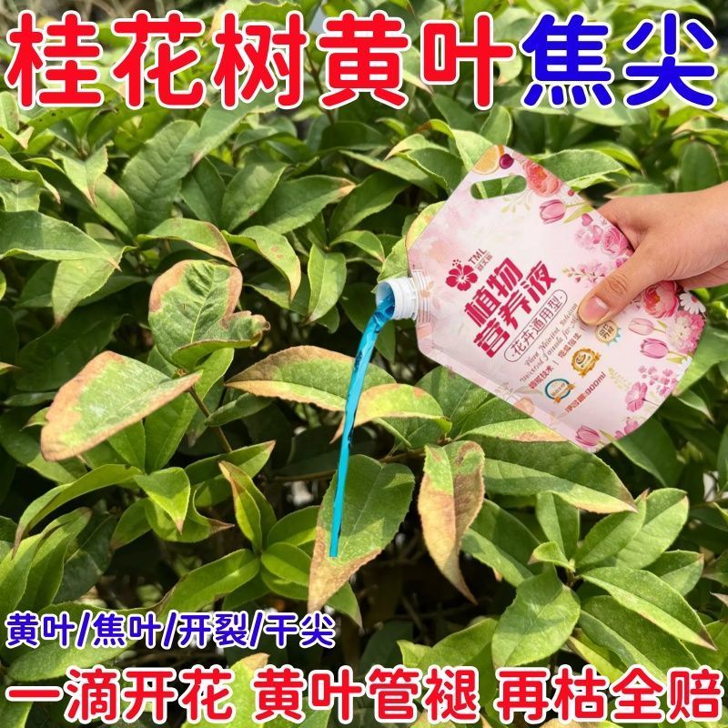 桂花树专用营养液室内植物促开花防黄叶金桂银桂四季桂开花液体肥