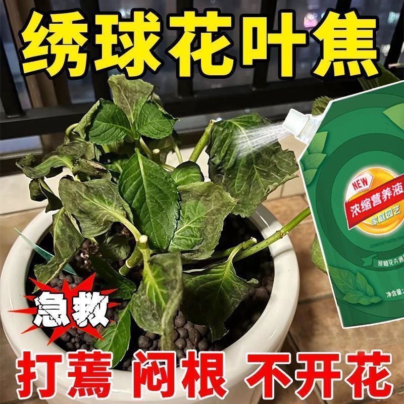 绣球花营养液防焦边治闷根打蔫不开花植物免稀释专用专用肥料2026